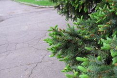 Christmas trees outdoors in the garden Product Image 1