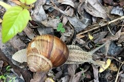 Big garden snail in shell crawling on wet road hurry home Product Image 22