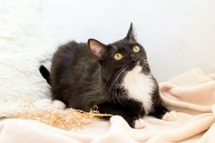 Portrait of fluffy black-white cat on soft plaid. Product Image 1