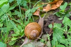 Big garden snail in shell crawling on wet road hurry home Product Image 1
