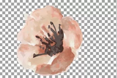 Faded orange and blush flowers and green leaves watercolor Product Image 16