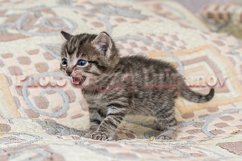 Stock Photo - Little kittens at home on a plaid. Product Image 1