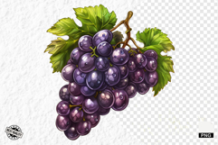Summer Grapes Vine Clipart Product Image 1