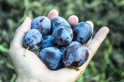 Plums in the hand of the farmer Product Image 1