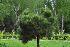 Christmas trees outdoors in the garden Product Image 1