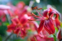 Stock Photo - Bright flower close-up on a summer day Product Image 1