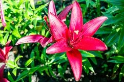 Fine wild growing flower on background meadow Product Image 1