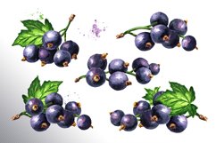 Black currant. Watercolor collection Product Image 2