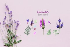 lavender Watercolor png Product Image 7