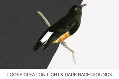 Bird Clipart Vintage Product Image 6