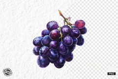 Summer Grapes Vine Clipart Product Image 1