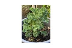 Photo of the Plant Curly Kale or Borecole Product Image 1