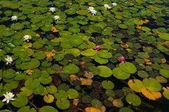 Green leaves and lotus flowers in the pond on the water Product Image 1