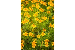 Stock Photo - Bright flower close-up on a summer day Product Image 1