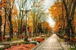 Empty wooden benches and picturesque autumn park Product Image 1