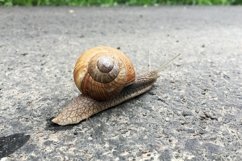 Big garden snail in shell crawling on wet road hurry home Product Image 3