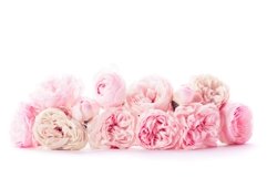 Pink roses bunch Product Image 1