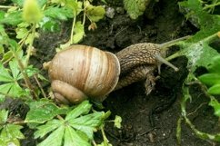 Big garden snail in shell crawling on wet road hurry home Product Image 30