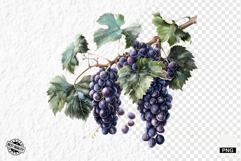 Summer Grapes Vine Clipart Product Image 1