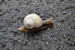 Big garden snail in shell crawling on wet road hurry home Product Image 12