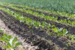Field with cabbage Product Image 1