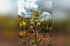A closeup shot of a white Pedicularis flower growing Product Image 1