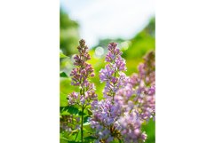 Stock Photo - Bright flower close-up on a summer day Product Image 1