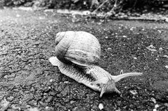 Big garden snail in shell crawling on wet road hurry home Product Image 14