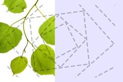 green foliage birch Product Image 1