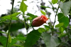 blooming flowers in the garden Product Image 1