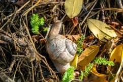 Big garden snail in shell crawling on wet road hurry home Product Image 23