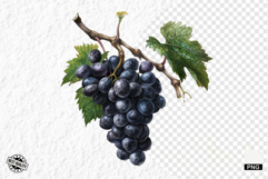 Summer Grapes Vine Clipart Product Image 1
