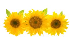 Sunflower head isolated flowers JPG Product Image 1