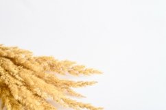 pampas grass bunch of yellow dry ears poaceae isolated white Product Image 1