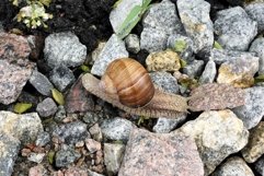 Big garden snail in shell crawling on wet road hurry home Product Image 29