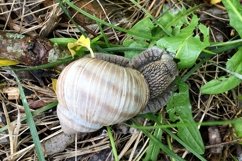 Big garden snail in shell crawling on wet road hurry home Product Image 27