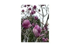 Photo of the Flower of Magnolia Serene Product Image 1