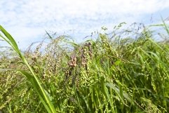 agricultural field with green Product Image 1