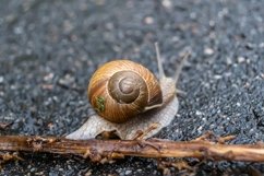 Big garden snail in shell crawling on wet road hurry home Product Image 3