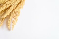 pampas grass bunch of yellow dry ears poaceae isolated white Product Image 1