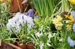 spring flowers in pots in the store Product Image 1