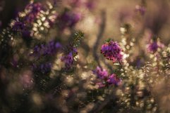 Erica plants in the morning Product Image 1