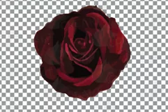 Watercolor bridal flowers on summer berry colors clip art Product Image 24