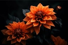 Vibrant orange dahlia on dark background Product Image 1