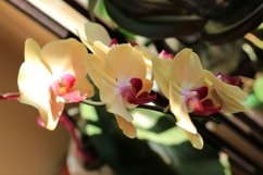 blooming yellow Orchid Product Image 1