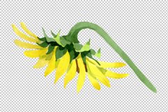 Bright yellow sunflower watercolor png Product Image 7