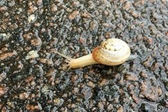 Big garden snail in shell crawling on wet road hurry home Product Image 10