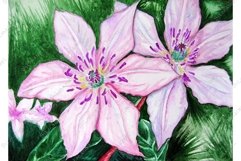 Watercolor pair couple pink clematis flowers nature Product Image 1