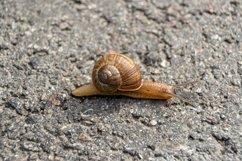 Big garden snail in shell crawling on wet road hurry home Product Image 10