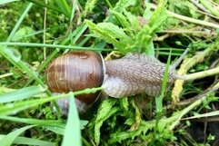 Big garden snail in shell crawling on wet road hurry home Product Image 26